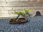 Bonsai Lariks, Ophalen, Zo goed als nieuw, Steen