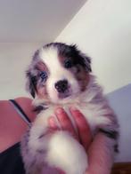 Australian shepherd pups met fci stamboom, CDV (hondenziekte), België, 8 tot 15 weken, Meerdere