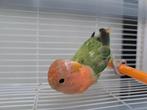 dwergpapegaai agapornis, Dieren en Toebehoren