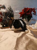 Konijnen, Plusieurs animaux, Taille moyenne, Oreilles tombantes, 0 à 2 ans