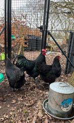 Jonge Australorp haan, Dieren en Toebehoren, Pluimvee, Mannelijk, Kip