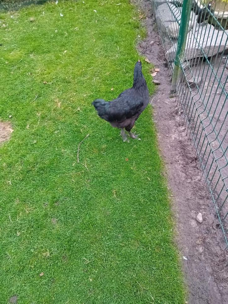 Jersey giant hanen, Dieren en Toebehoren, Pluimvee