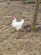 Mooie jonge witte haan, Dieren en Toebehoren, Pluimvee