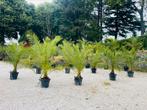 ️ 🌴🏝️Phoenix canariensis-palm —Majestueus - LEVERING 🚛, Ophalen of Verzenden, Winter, In pot, Olijfboom
