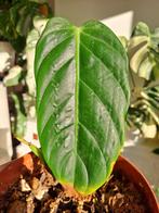 Philodendron Esmeraldense, Enlèvement