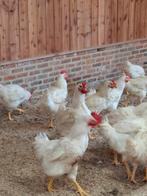 Slachtkippen, Dieren en Toebehoren, Pluimvee