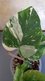 Monstera Medusa variegata, Huis en Inrichting, Ophalen of Verzenden