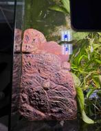 Schildpad eiland, Dieren en Toebehoren, Ophalen