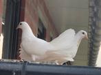 Pauwstaart duifjes, Animaux & Accessoires, Oiseaux | Pigeons