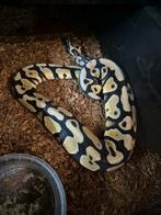 Pastel asphalt  ball python, Dieren en Toebehoren