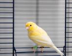 Kanaries, Dieren en Toebehoren, Pluimvee
