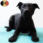 Berger Allemand X Labrador - chiots belges à vendre, Commerçant, Plusieurs, Parvovirose, Belgique