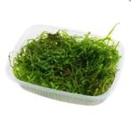 Java Moss, Ophalen of Verzenden, Nieuw