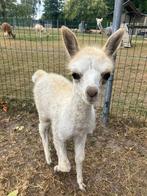 Alpaca hengstje bont, Dieren en Toebehoren, Overige Dieren, Juli, Mannelijk