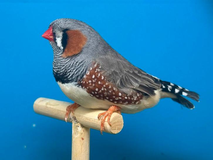 Bruinwang grijs x pastel grijs split zwartborst zebravinken, Dieren en Toebehoren, Vogels | Overige Vogels, Geringd