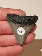 megalodon tand NR 43 uit south-carolina 5,08 cm / 2", Ophalen of Verzenden, Fossiel