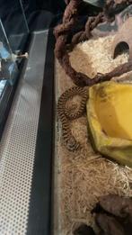 haakneusslang , Slang, Met terrarium, 0 tot 2 jaar