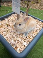 Mooie vrouwelijke kleurdwerg konijntjes supertam, Animaux & Accessoires, Lapins