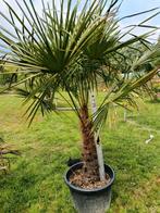 Trachycarpus fortunei palmboom, Ophalen, Palmboom