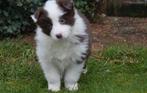Border collie pups, chocolate-white en chocolate-merle, Colley, Plusieurs, Hépatite contagieuse (maladie de Rubarth), Belgique
