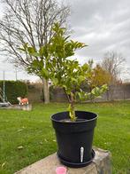 Mandarijnen boom, Tuin en Terras, Ophalen, Overige soorten, Volle zon, In pot