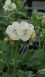 Geranium_Macrorrhizum_White_Ness - Ooievaarsbek, Ophalen, Bodembedekkers, Volle zon, Vaste plant
