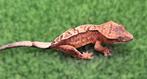 Crested gecko wimpergekko