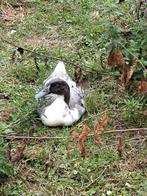Mannetjes eenden, Dieren en Toebehoren, Pluimvee, Mannelijk, Eend