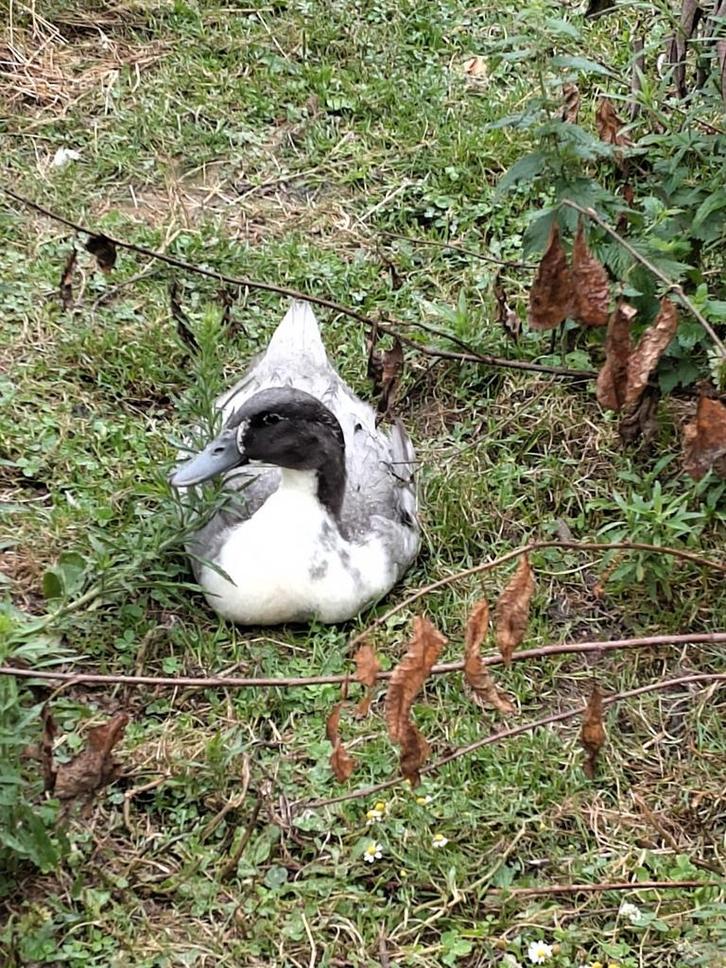 Mannetjes eenden, Dieren en Toebehoren, Pluimvee, Eend, Mannelijk