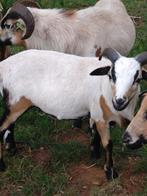 Jonge Kameroen ram, Dieren en Toebehoren
