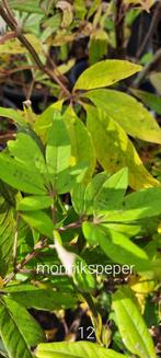 Vitex agnus castus, Enlèvement