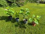 Jonge planten van Catalpa ovata G Don (Bignoniaceae), Tuin en Terras, Planten | Bomen, Overige soorten, Lente, 100 tot 250 cm