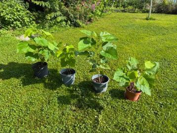 Jonge planten van Catalpa ovata G Don (Bignoniaceae) beschikbaar voor biedingen