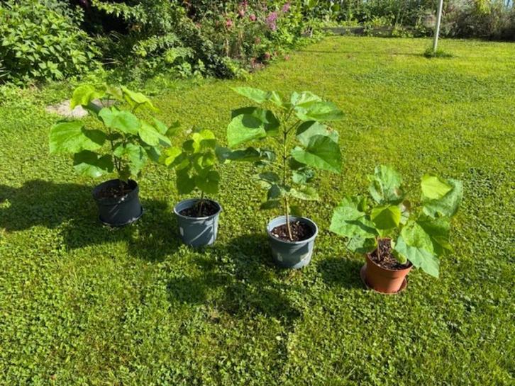 Jonge planten van Catalpa ovata G Don (Bignoniaceae), Tuin en Terras, Planten | Bomen, Overige soorten, 100 tot 250 cm, Volle zon