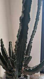 Cactus 210cm hoog, Huis en Inrichting, Kamerplanten, Ophalen, Cactus