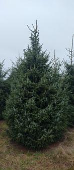 Grote kerstbomen. 3, 3,5, 4, 4,5 en 5meter+, Tuin en Terras, Ophalen