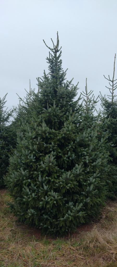 Grote kerstbomen. 3, 3,5, 4, 4,5 en 5meter+, Tuin en Terras, Planten | Bomen, Ophalen