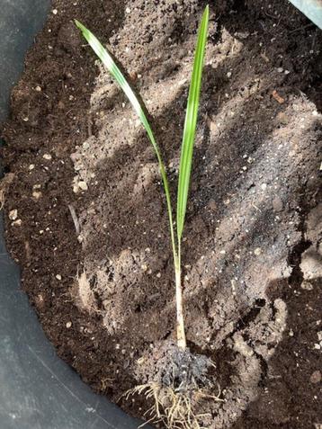 Trachycarpus princeps x ukhrulensis. beschikbaar voor biedingen