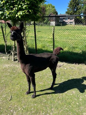 Alpaca ruin te koop