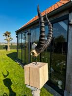 Schedel antilope op eiken blok, Antiek en Kunst, Ophalen of Verzenden