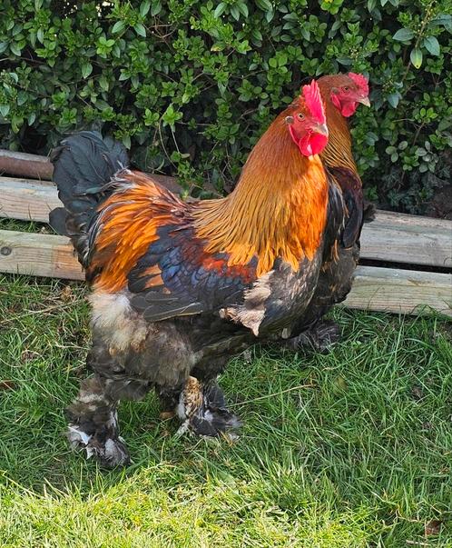 Brahma hanen 20€, Dieren en Toebehoren, Pluimvee, Kip, Mannelijk