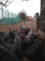 Broedeieren Mechelse koekoek