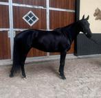 Prachtige Top Allround Merrie, Dieren en Toebehoren, Paarden, Merrie, L, 160 tot 165 cm, Ontwormd