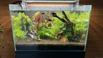 Aquarium met alle toebehoren, Ophalen, Zo goed als nieuw