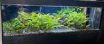 AQUARIUM 150 cm 360 litres complet avec filtres et  meuble, Enlèvement, Utilisé, Aquarium d'eau douce rempli