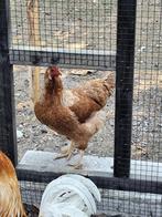 2 legkippen te koop., Dieren en Toebehoren