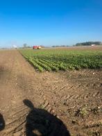 Voederbieten handgetrokken, Zakelijke goederen, Landbouw | Veevoer, Ophalen