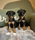 Doux chiots pinscher miniatures, Animaux & Accessoires, Autres races, Plusieurs, Hépatite contagieuse (maladie de Rubarth), Belgique
