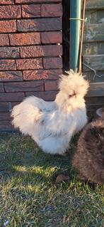 Hele knappe USA zijdehoender haan, Mâle, Poule ou poulet