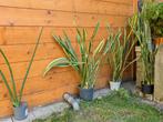 Sansevieren (Kamerplanten), Huis en Inrichting, Ophalen, Overige soorten, Halfschaduw, In pot